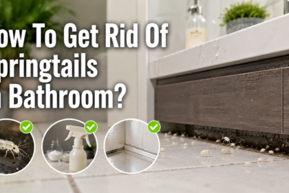 How To Get Rid Of Springtails In Bathroom